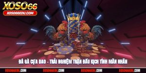 Đá Gà Cựa Dao – Trải Nghiệm Trận Đấu Chiến Kê Mãn Nhãn