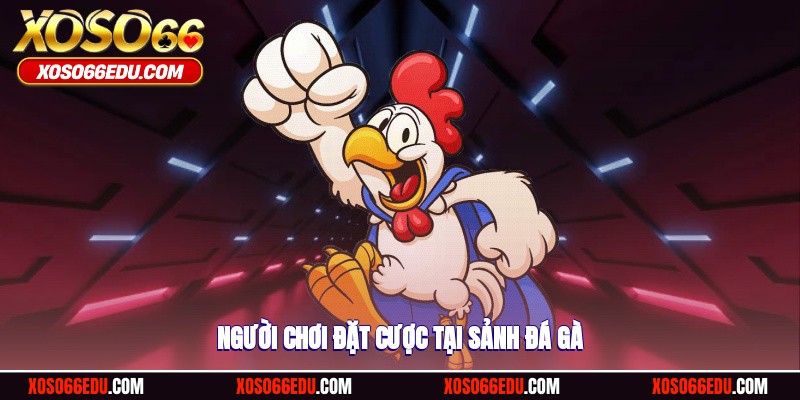 Người chơi đặt cược tại sảnh đá gà