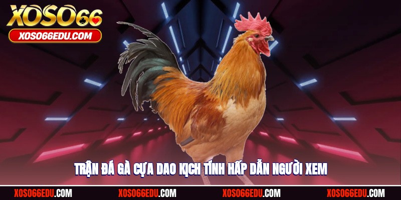 Trận đá gà cựa dao kịch tính, hấp dẫn người xem